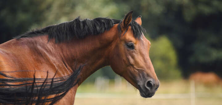 teaser senior einsatzgebiet senioren derby